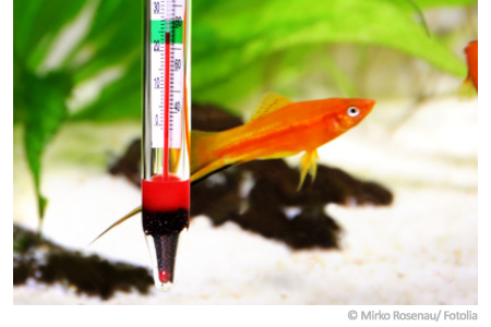 Aquarium Wassertemperatur 