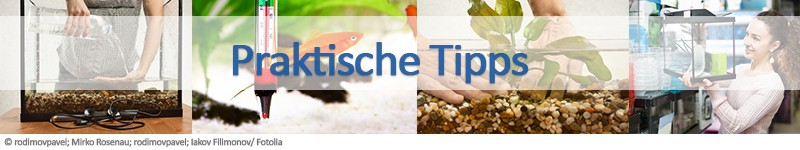 praktische tipps aquarium