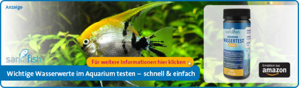 Nitrit im Aquarium Aquarium Wasser